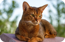 Abyssinian