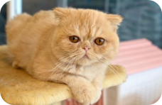 Exotic Shorthair