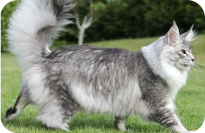 Maine Coon