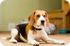Beagle