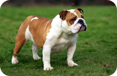 Bulldog