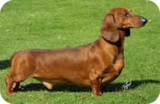 Dachshund