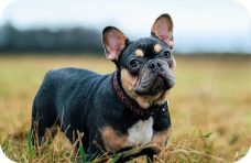 French Bulldog