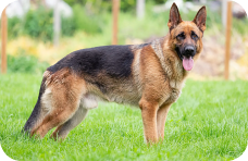 German Shepherd