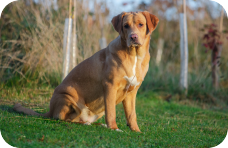Mixed Breed (Large)