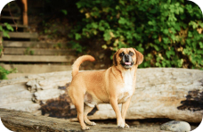 Mixed Breed (Medium)