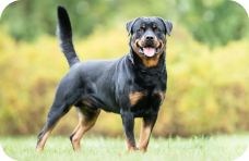 Rottweiler